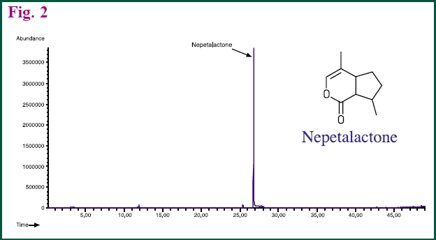 Figure 2 - GC chromatogram of Nepetalactone in lead stem