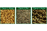 Note 99: Volatile and Semi-Volatile Profile Comparison of Whole vs. Dry Homogenized Wheat, Rye and Barley Grains by Direct Thermal Extraction GC/MS