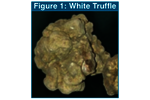 Note 98: Flavor and Aroma Profiles of Truffle Oils by Thermal Desorption GC/MS
