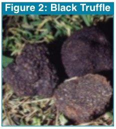 Figure 2 - Black Truffle