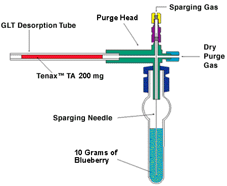 Purge & Trap of Blueberries