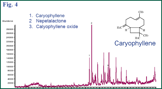 Figure 4 - GC chromatogram of catnip seeds