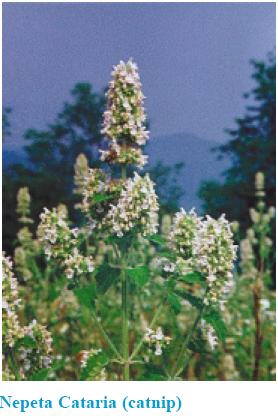 Photo of Nepeta Cateria (catnip) plat