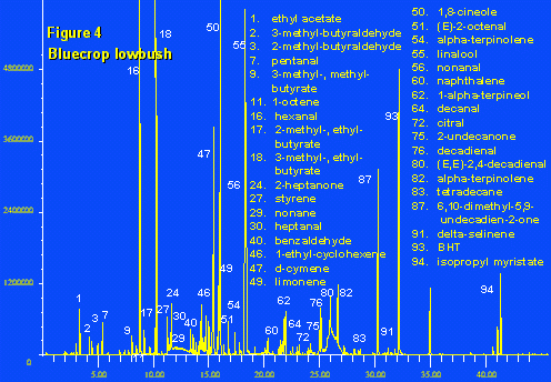 Blueberry 4