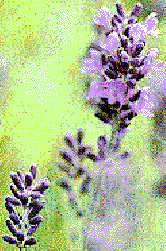 Lavandula Species