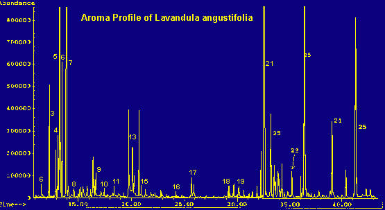Aroma profile of Lavandula angustifolia