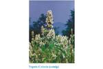 Note 94: Detection of Nepetalactone in the Nepeta Cataria Plant by Thermal Desorption GC/MS
