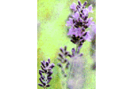 Note 57: Aroma Profiles of Lavandula species